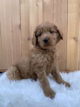 Goldendoodle puppies