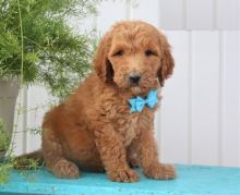 Goldendoodle puppies, (boy and girl)
