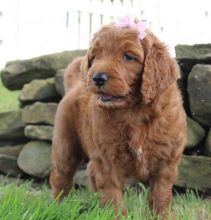 Goldendoodle puppies for adoption