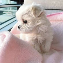 Good Maltese puppies for adoption