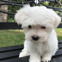 lovely Maltese puppies for adoption