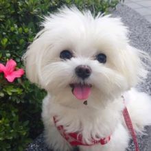lovely maltese puppies for adoption