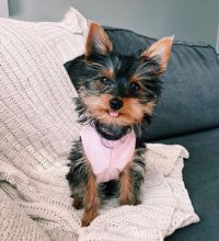 lovely Yorkie puppies for adoption