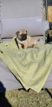 Pug puppies, (boy and girl)