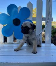 Pug puppies for adoption