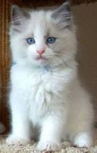 Ragdoll Kittens for adoption Email US (bryanmoore688@gmail.com )