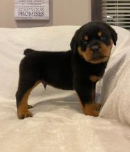 Rottweiler puppies