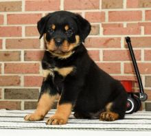 Rottweiler puppies, (boy and girl)