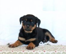 Rottweilers,2 left.