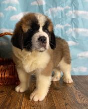 Saint Bernard puppies