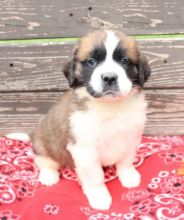 Saint Bernard puppies, (boy and girl)