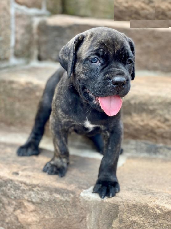 Cane Corso puppies Image eClassifieds4u