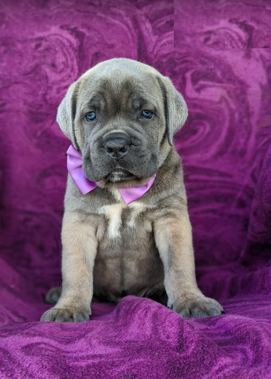 Cane Corso puppies, (boy and girl) Image eClassifieds4u