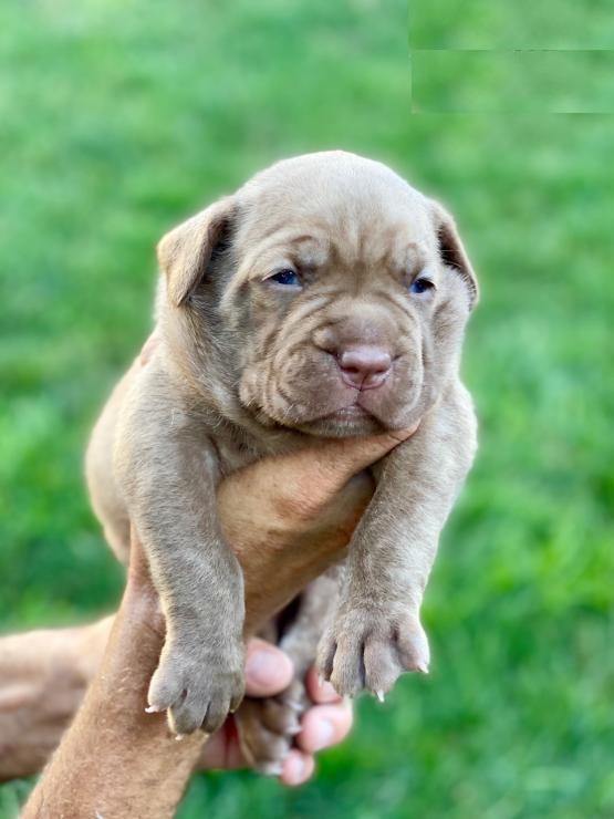 Cane Corso puppies for adoption Image eClassifieds4u