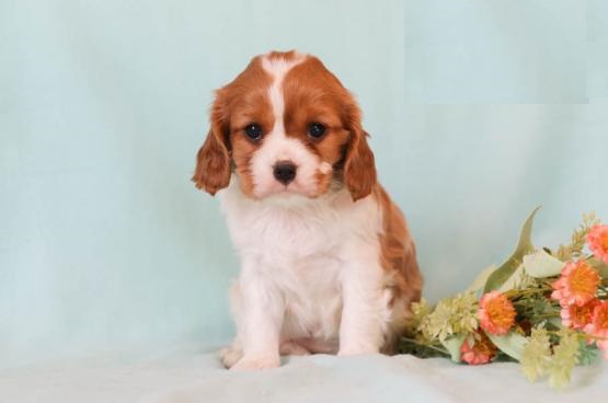 Cavalier King Charles Spaniels,2 left. Image eClassifieds4u