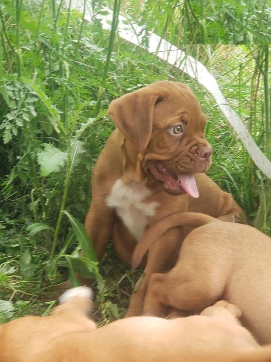 CBCA Dogue de Bordeaux puppies Image eClassifieds4u