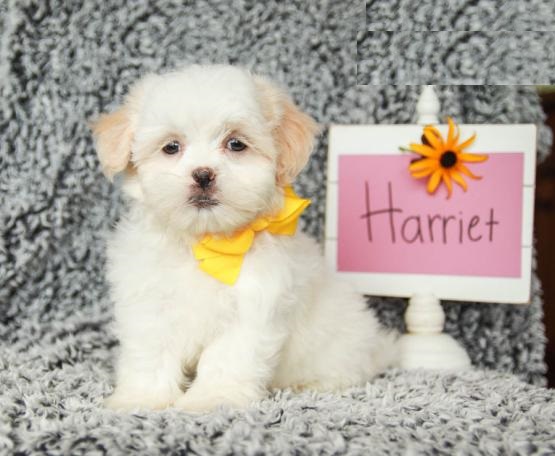 CBCA Malshi puppies Image eClassifieds4u