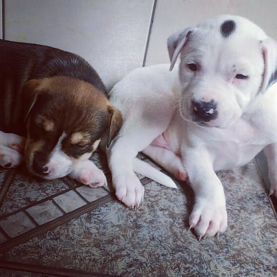 Gentle Pitbull puppies for adoption Image eClassifieds4u