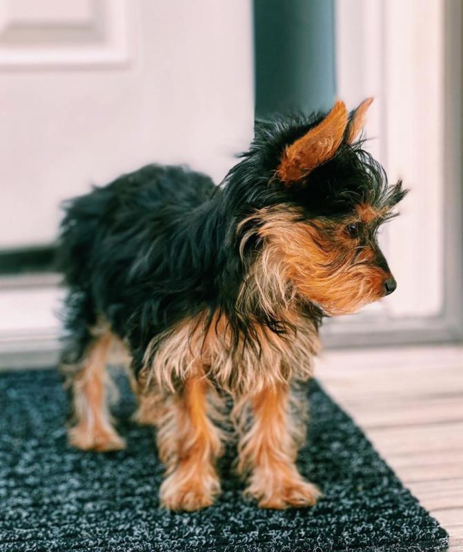 Gentle Yorkie puppies for adoption Image eClassifieds4u
