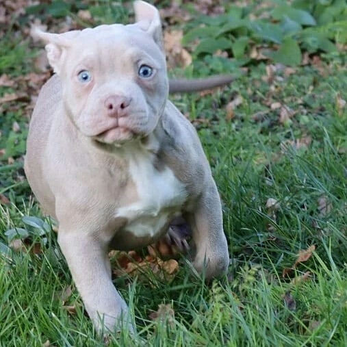 Good Pitbull puppies for adoption Image eClassifieds4u