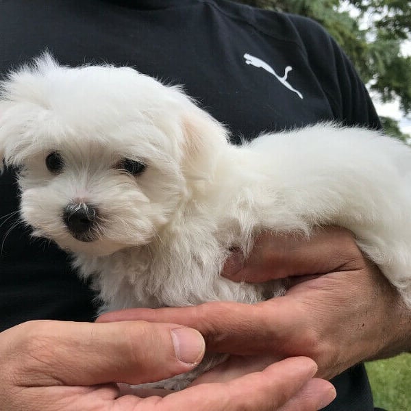 lovely maltese puppies for adoption Image eClassifieds4u
