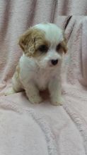 Cavachon puppies Image eClassifieds4U