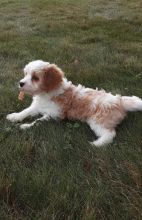 Cavachon puppies for adoption Image eClassifieds4U