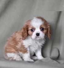 Cavalier King Charles Spaniel puppies for adoption Image eClassifieds4U