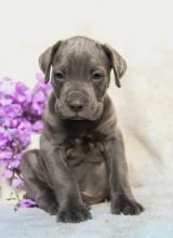 CBCA Cane Corso puppies Image eClassifieds4U