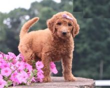 Goldendoodles,2 left. Image eClassifieds4U