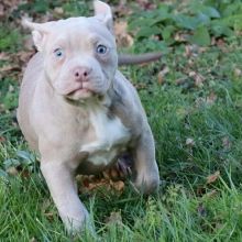 Good Pitbull puppies for adoption Image eClassifieds4U