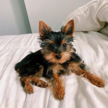 Good Yorkie puppies for adoption Image eClassifieds4U