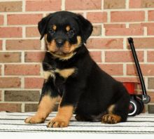 Rottweiler puppies, (boy and girl) Image eClassifieds4U