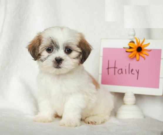 Malshi,2 left. Image eClassifieds4u