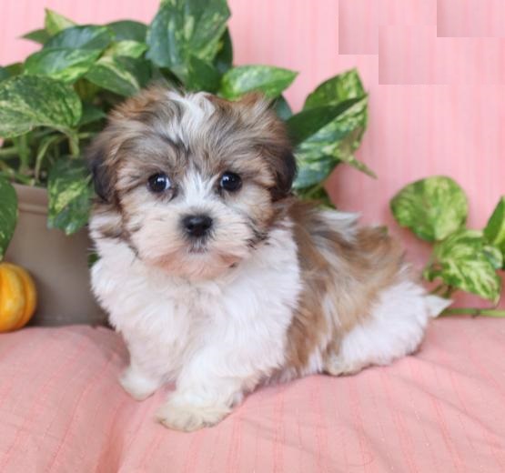 Malshi puppies, (boy and girl) Image eClassifieds4u