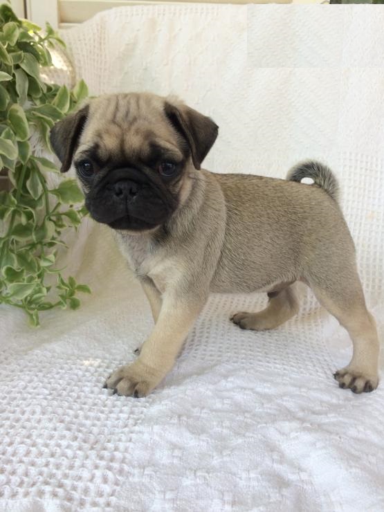 Pug puppies Image eClassifieds4u