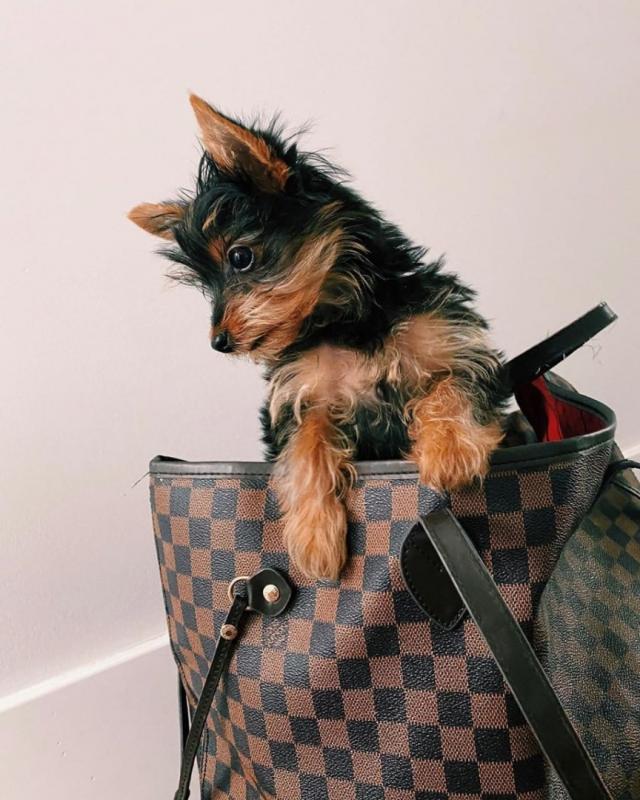 Yorkie puppies for adoption Image eClassifieds4u