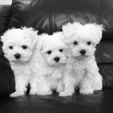 Two Maltese Puppies Needs a New Family
