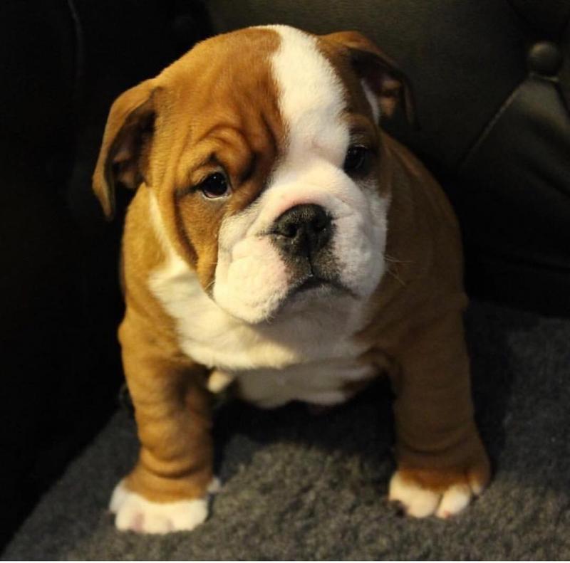 Ckc English Bulldog Puppies Email at us [ jessywalters2017@gmail.com ] Image eClassifieds4u