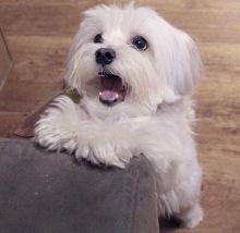 Dramatic Ckc Maltese For Adoption Puppies Email at us [ jessywalters2017@gmail.com ]