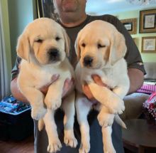 Energetic Ckc Labrador Retriever Puppies Email at us [ jessywalters2017@gmail.com ]