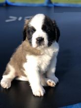 CBCA Saint Bernard puppies