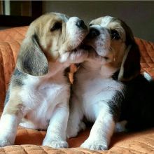 Ckc Beagle Puppies For Re-Homing Email at us [jessywalters2017@gmail.com ]