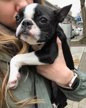 Ckc Boston Terrier Puppies Email at us [ jessywalters2017@gmail.com ]
