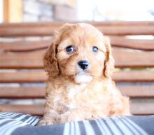 Ckc Cavapoo Puppies Available Email at us [jessywalters2017@gmail.com ]