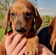 Ckc Dachshund Puppies Email at us [jessywalters2017@gmail.com ]
