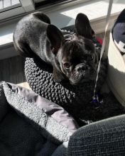 Ckc French Bulldog Puppies Email at us [ jessywalters2017@gmail.com ]