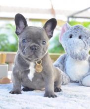 Ckc French Bulldog Puppies For Adoption Email at us [ jessywalters2017@gmail.com ]