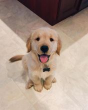 Ckc Golden Retriever Puppies For Ckc Email at us [ jessywalters2017@gmail.com ]