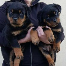 Ckc Rottwieler Puppies Available Email at us [ jessywalters2017@gmail.com ]